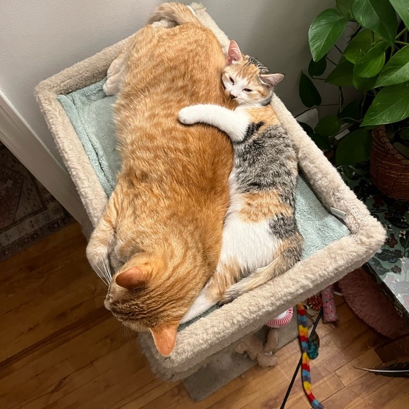 Cats! - Picture 8 of 9